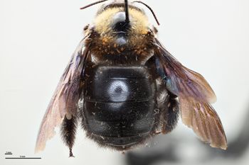 Media type: image;   Entomology 810641 Aspect: Pronotum dorsal